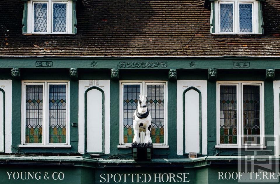 Spotted Horse