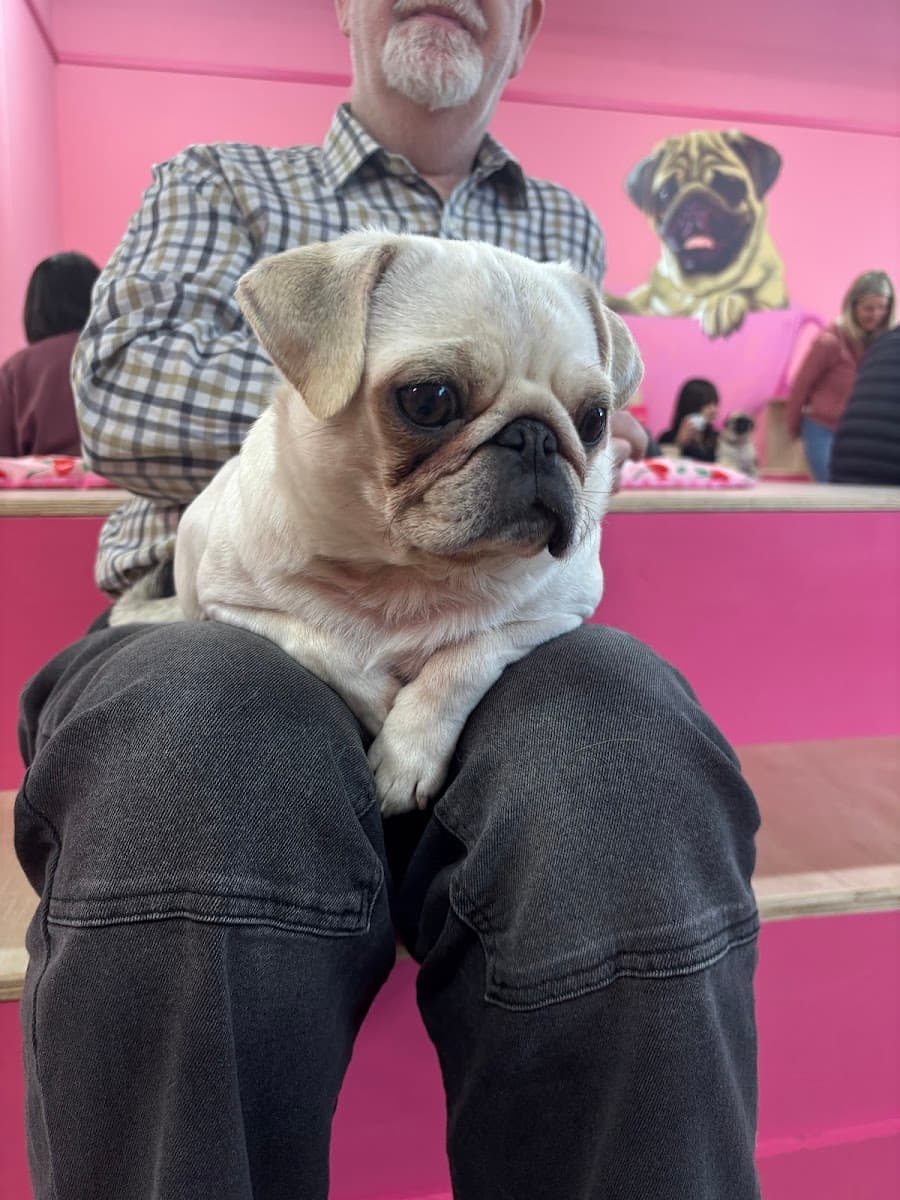 CuppaPug
