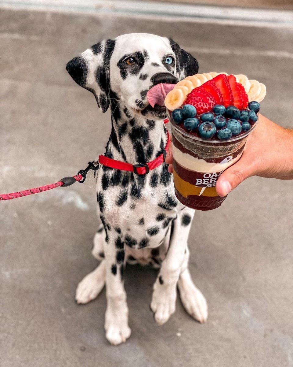 OAKBERRY ACAI | Brighton