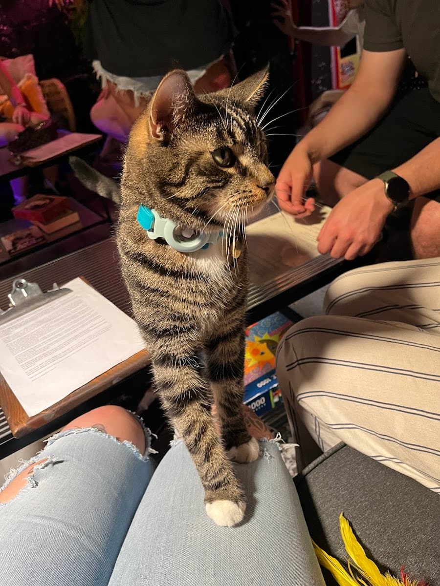 Munchies' Craft | Cat Cafe & Bar