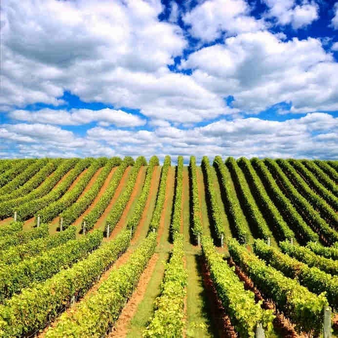 Wine Unearthed - Liverpool Wine Tasting