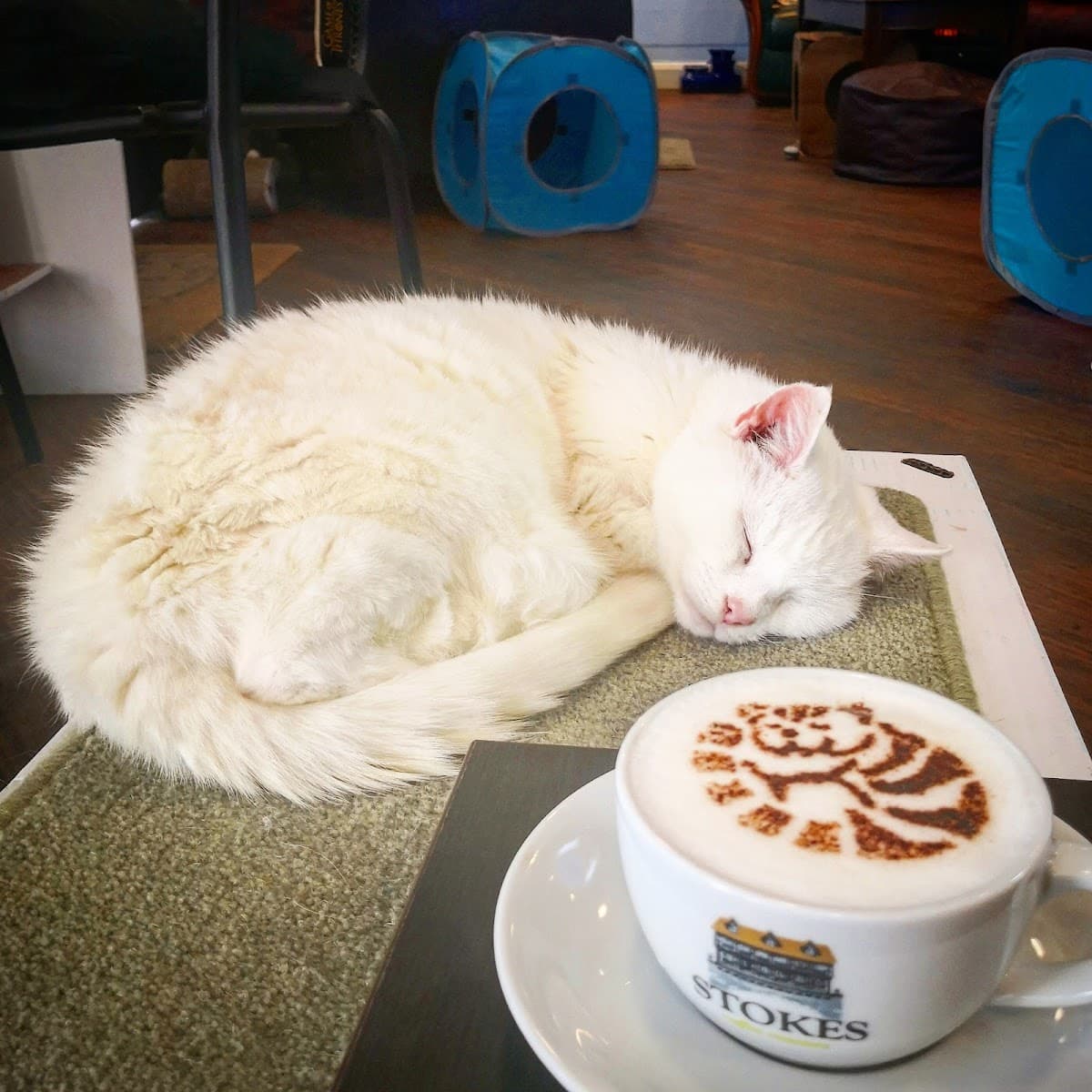 Coffee Cats