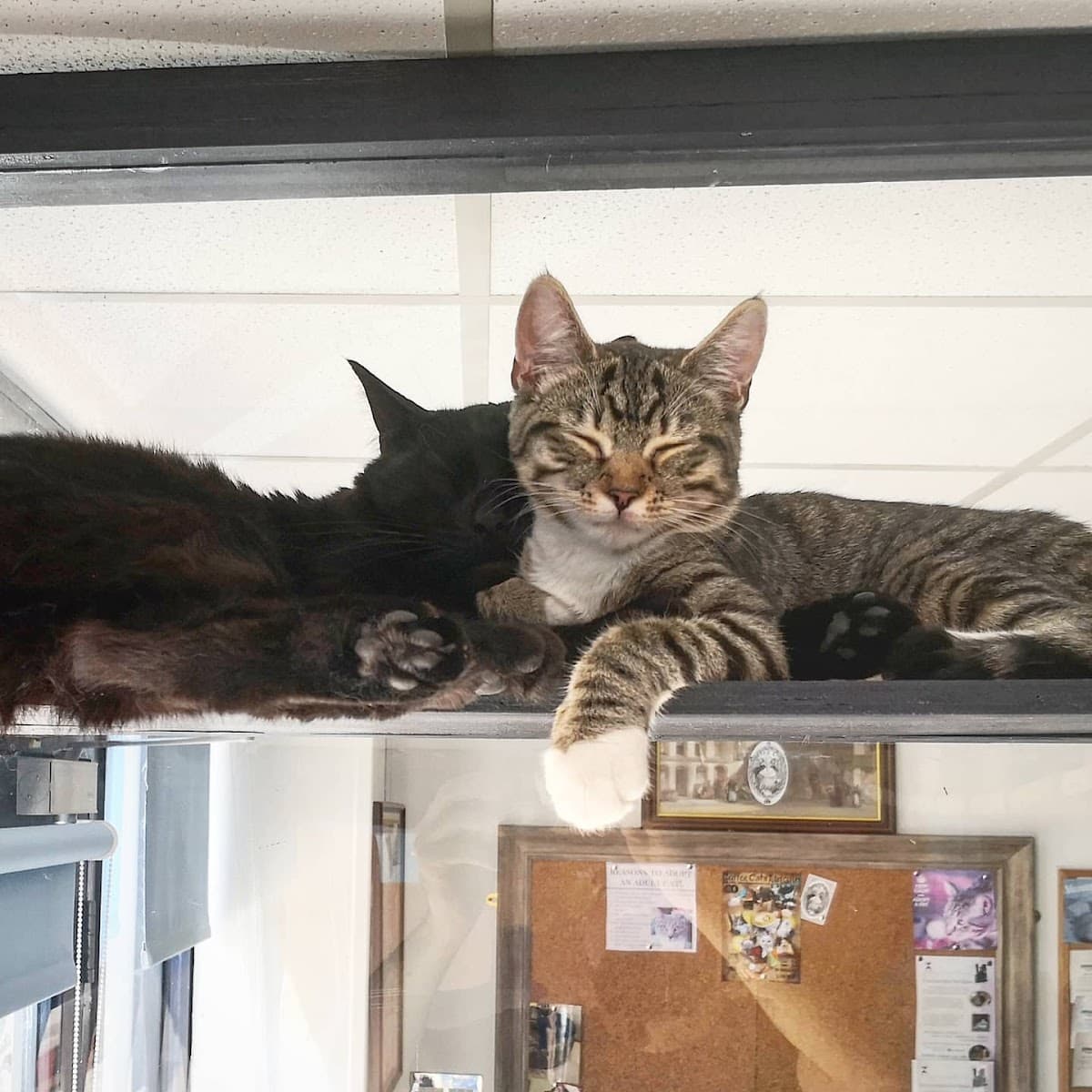 Coffee Cats
