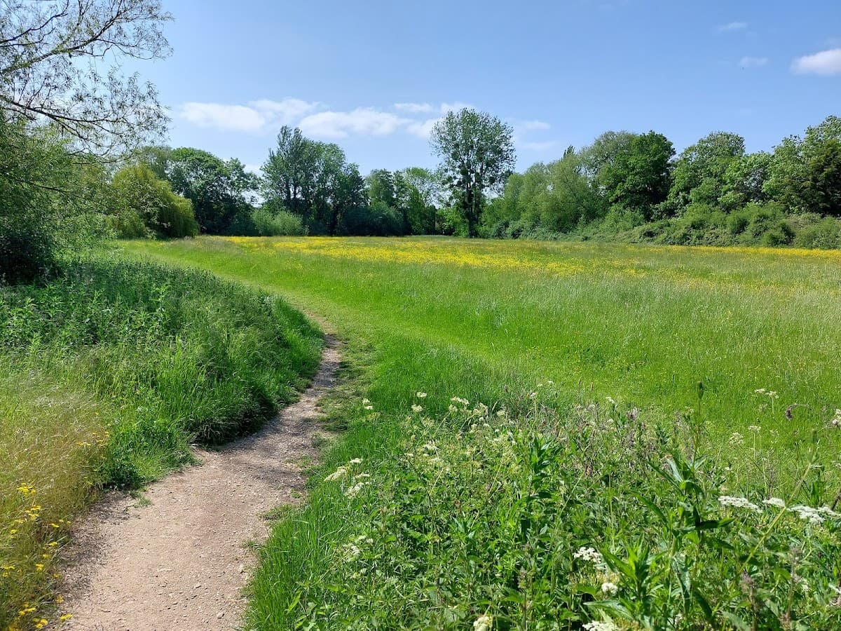 Music Meadow