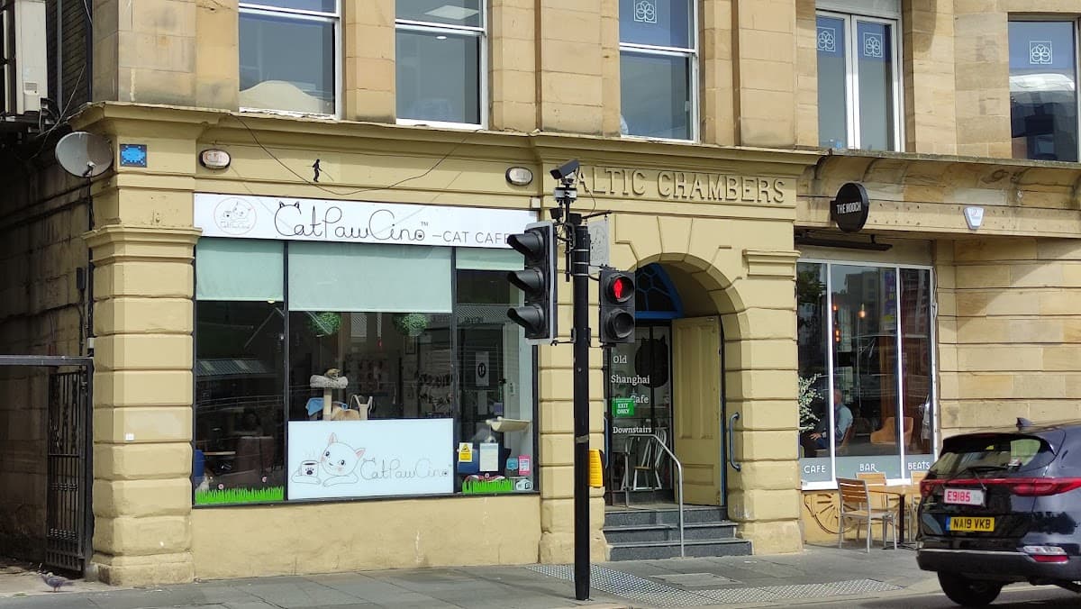 CatPawCino Cat Cafe