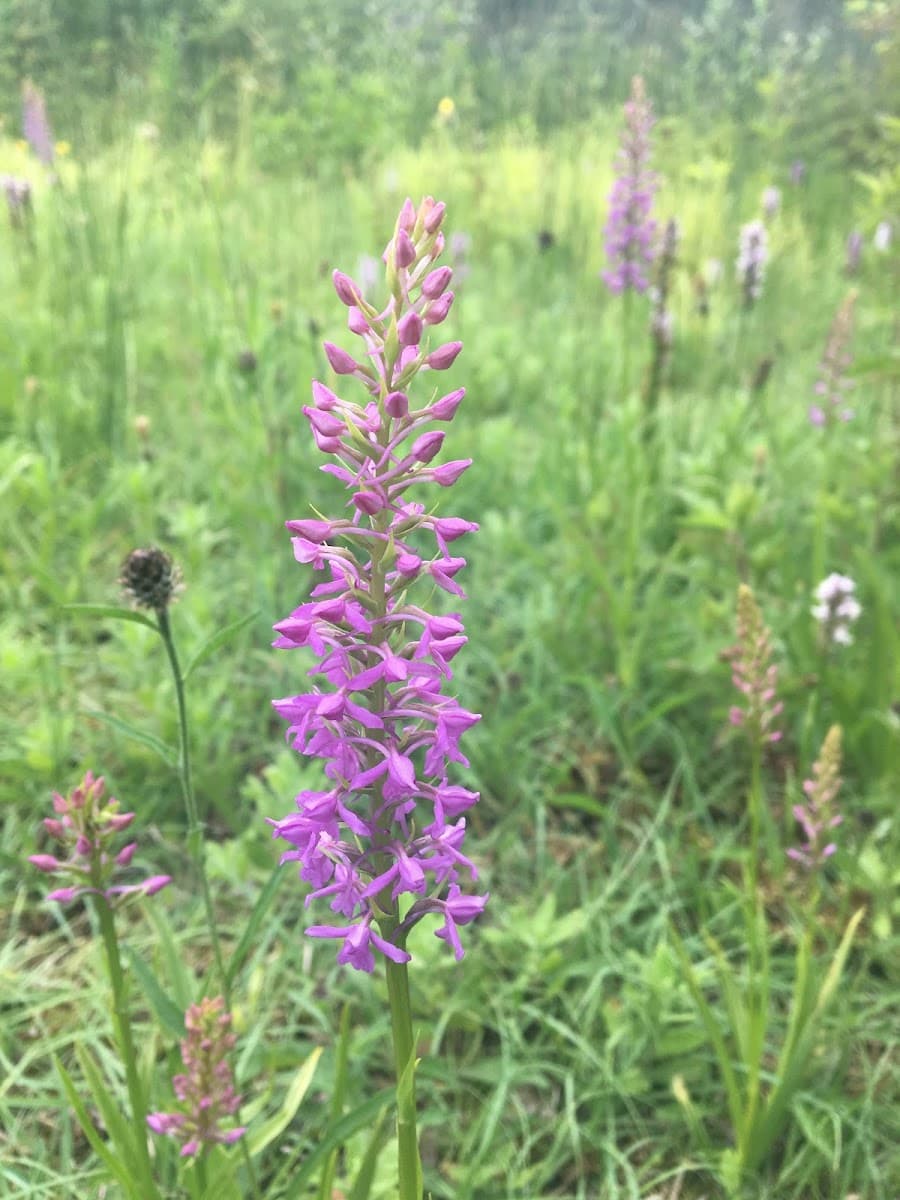 Wilford Claypit Nature Reserve