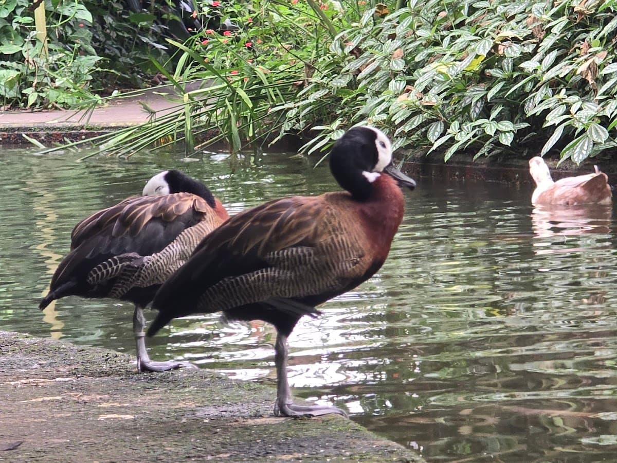 Roath Park Conservatory