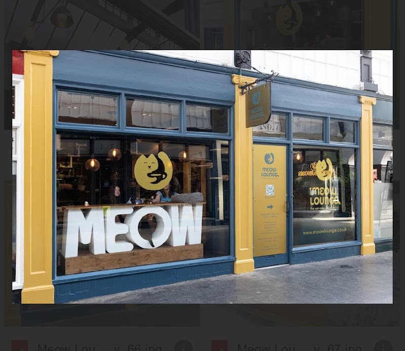 Meow Lounge