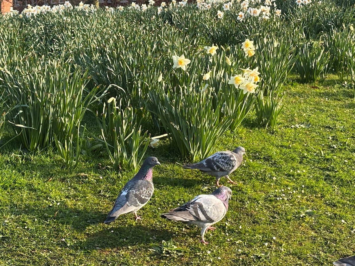 Greenbank Park