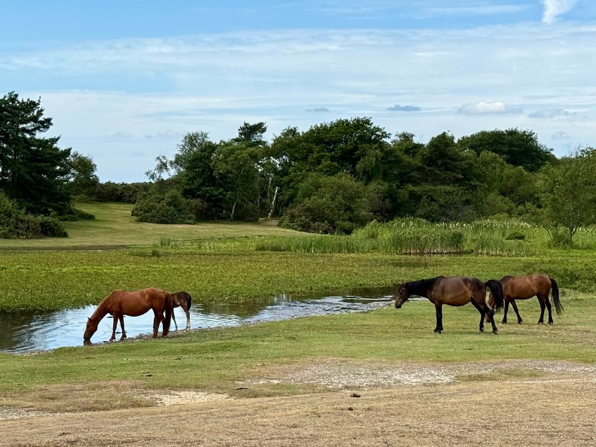 New Forest National Park