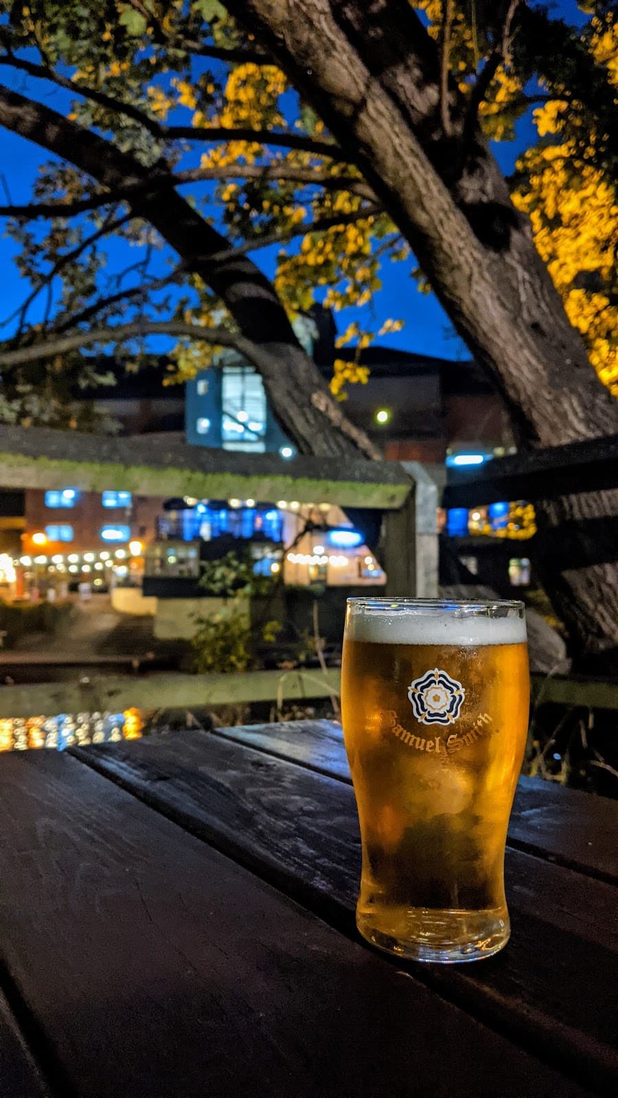 Swan & Three Cygnets