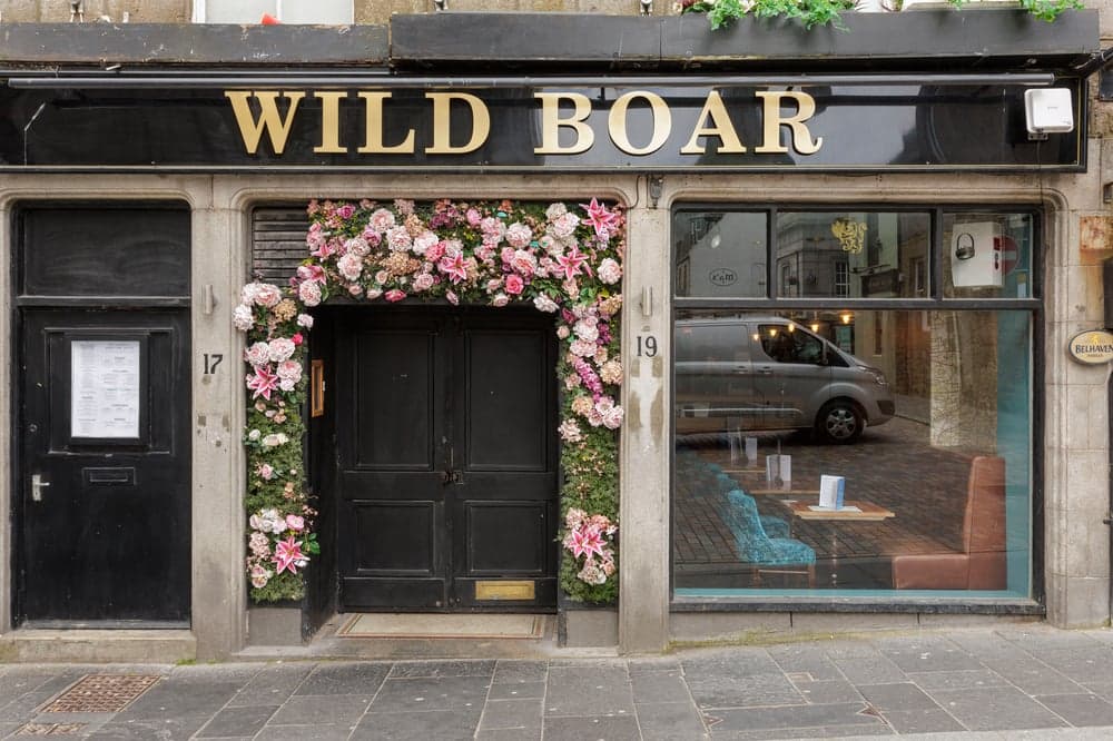 Wild Boar